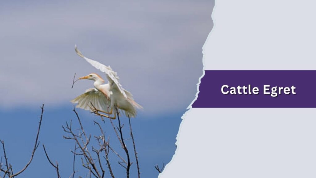 Cattle Egret