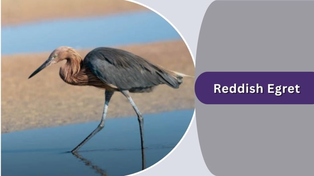 Reddish Egret