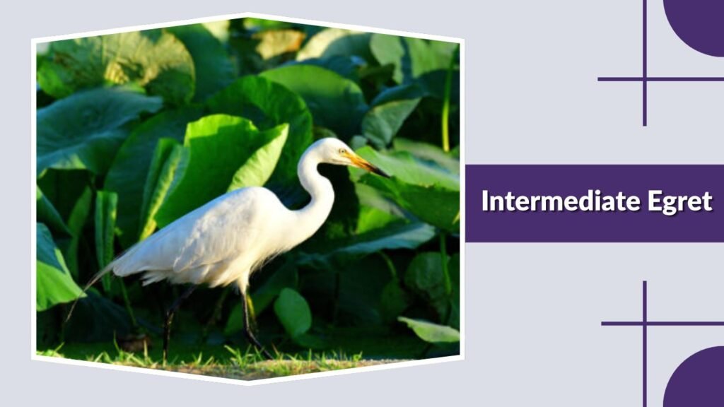  Intermediate Egret