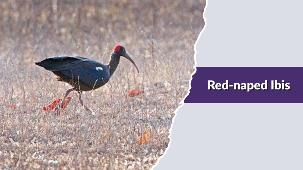 Red-naped Ibis