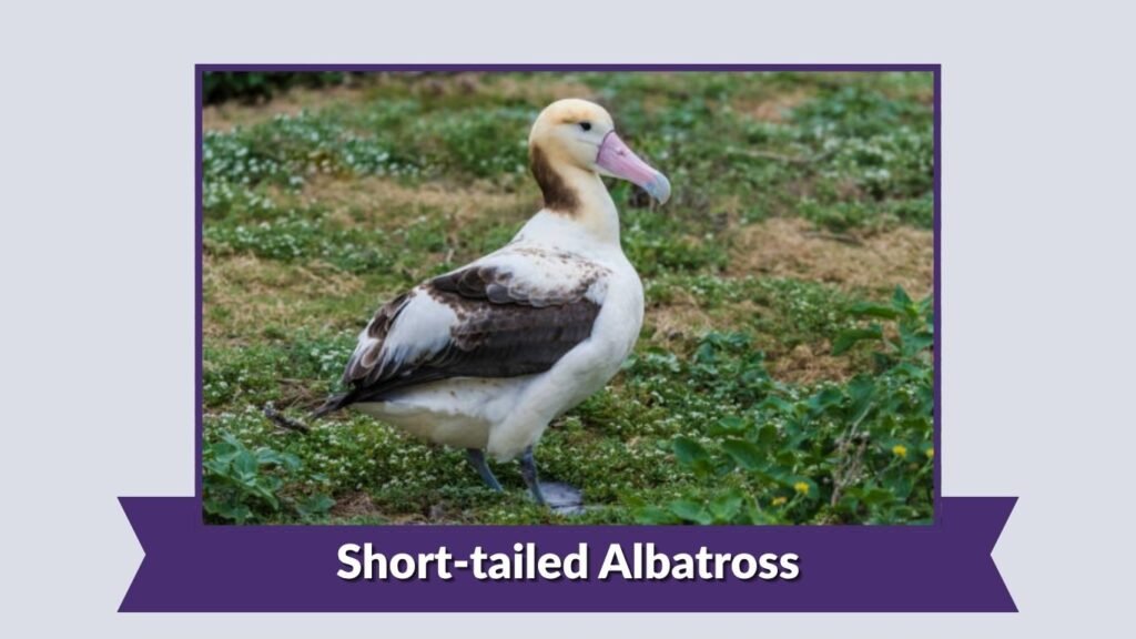 Short-tailed Albatross