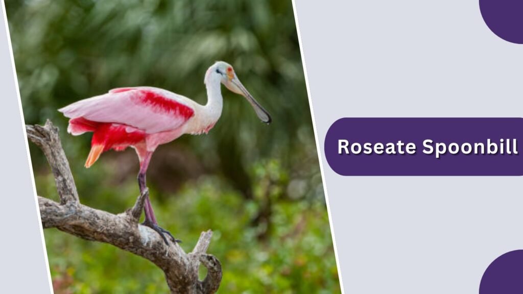 Roseate Spoonbill