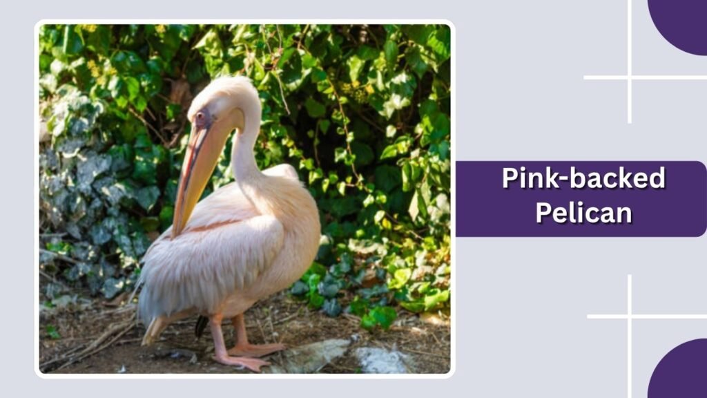 Pink-backed Pelican