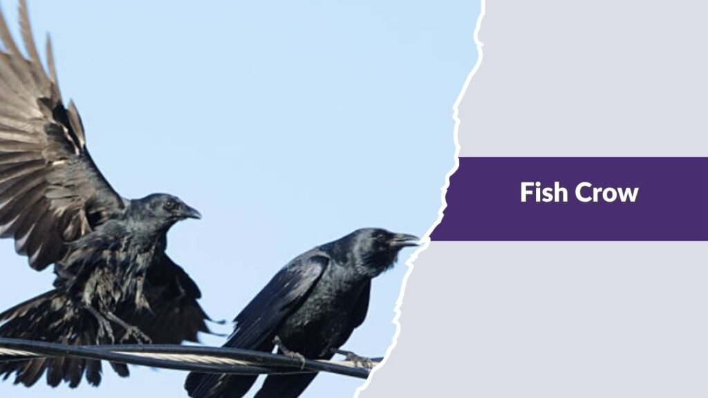 Fish Crow
