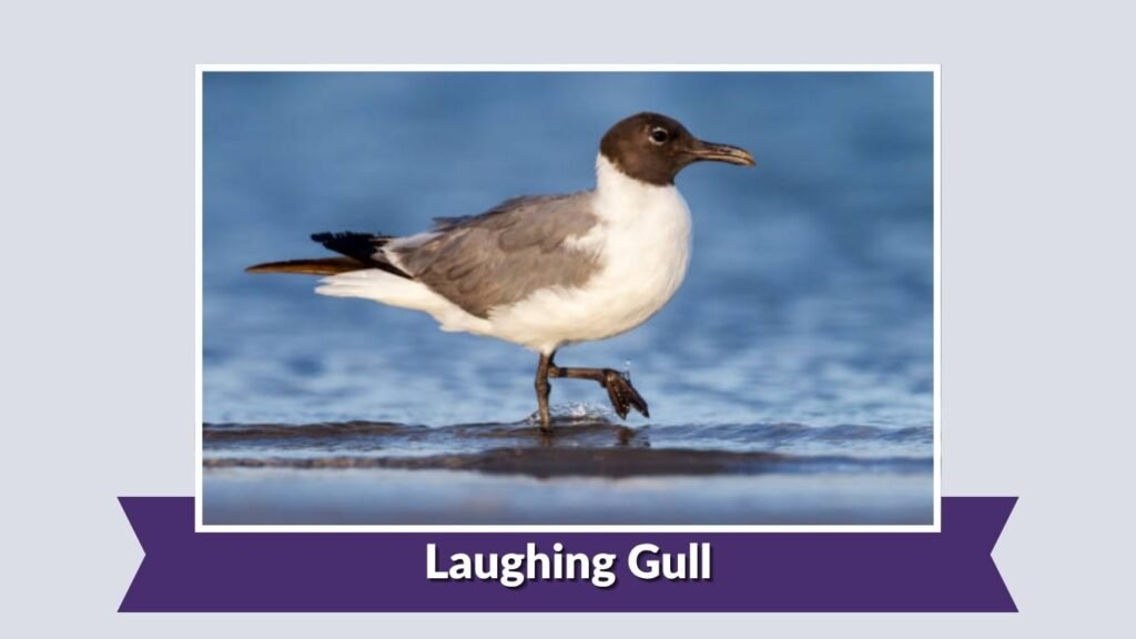 Laughing Gull