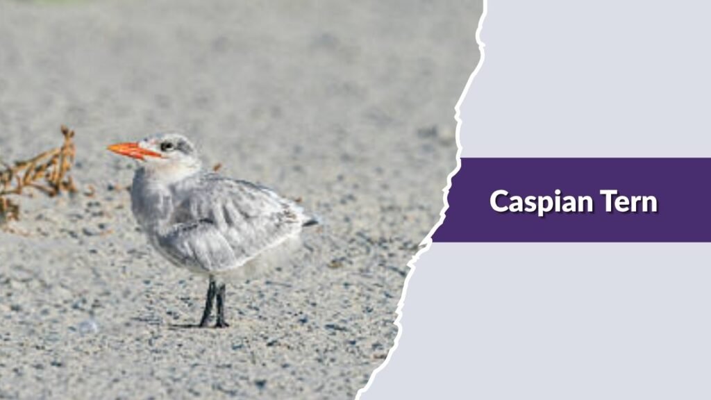 Caspian Tern