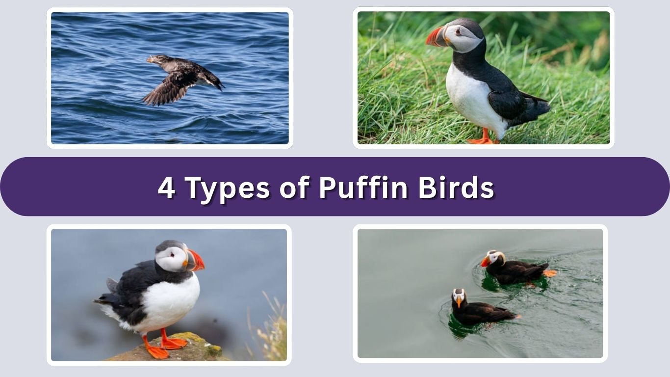 4 Types of Puffin Birds: Species Identification Guide