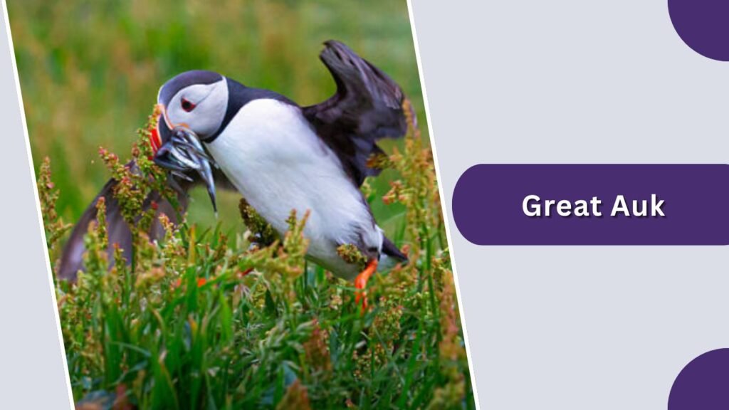 Great Auk