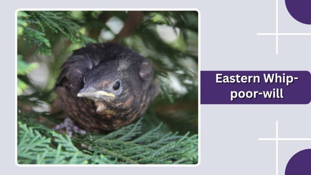 Eastern Whip-poor-will
