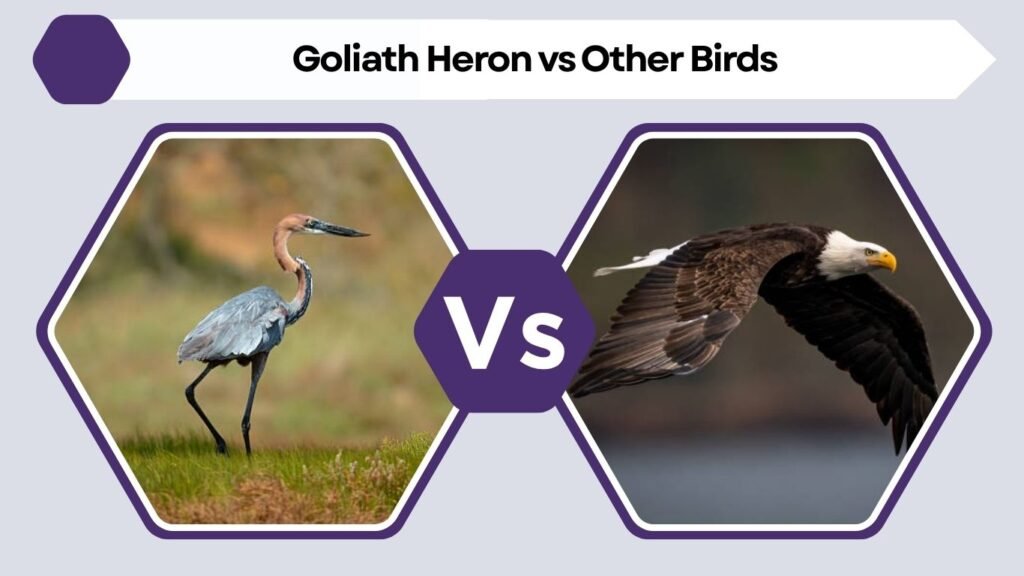Goliath Heron vs Other Birds