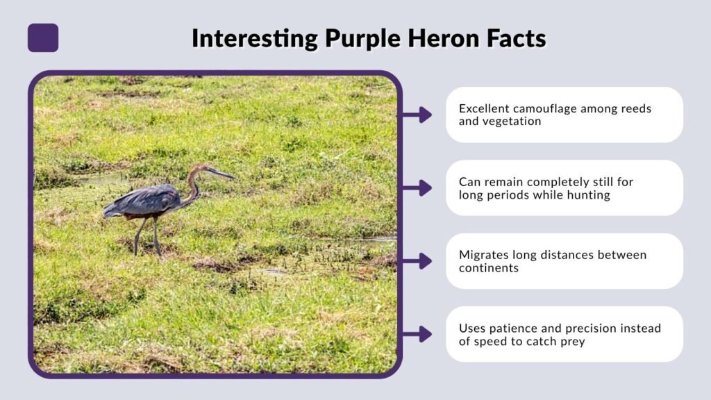 Interesting Purple Heron Facts