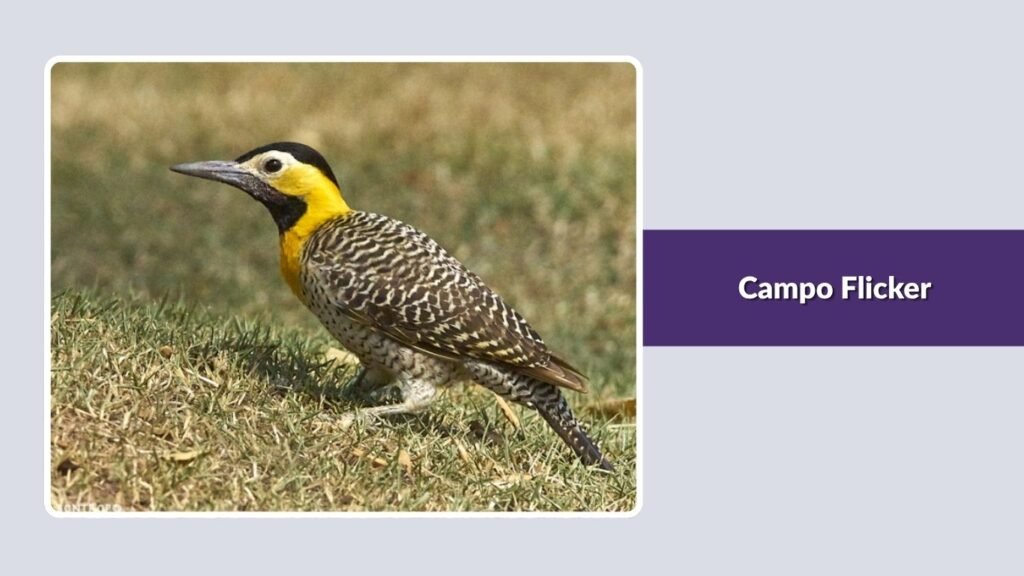 Campo Flicker