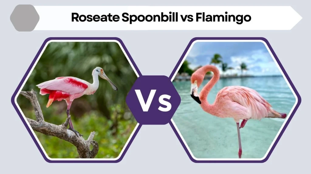 Roseate Spoonbill vs Flamingo