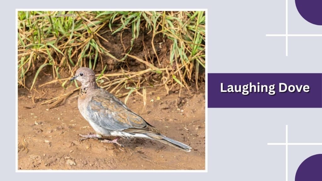  Laughing Dove