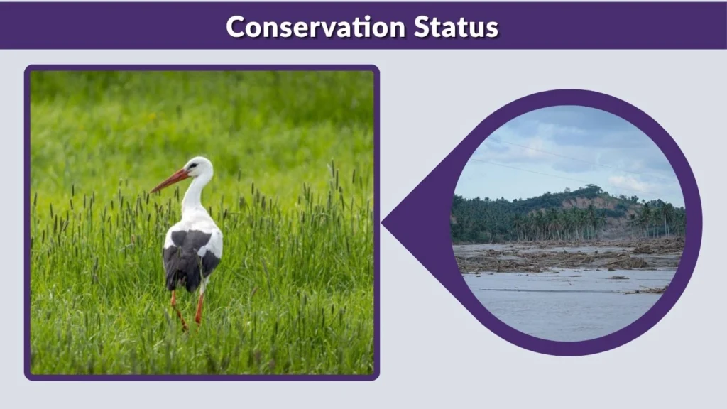 Conservation Status