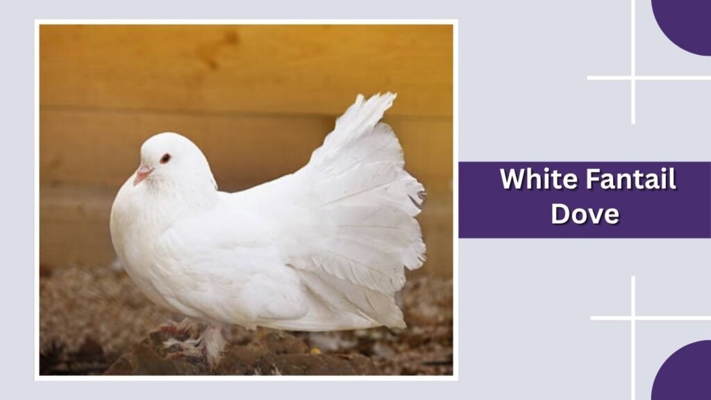 White Fantail Dove