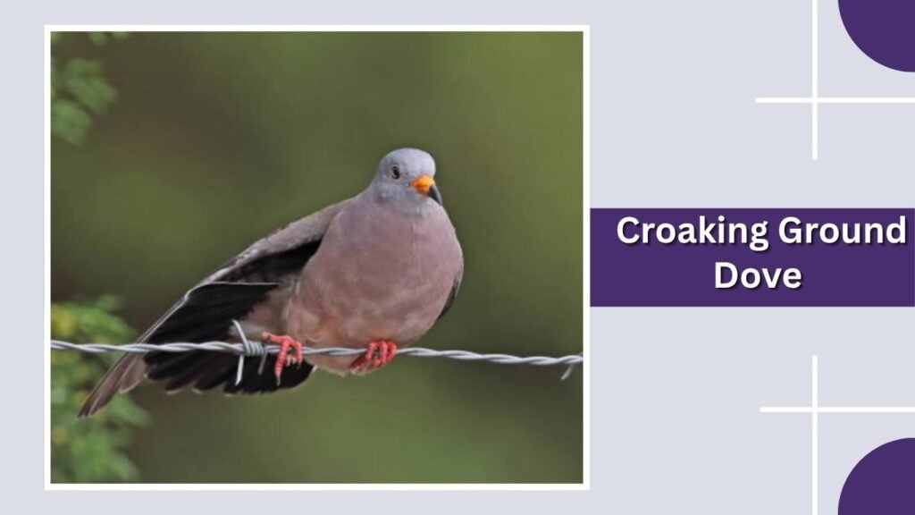 Croaking Ground Dove