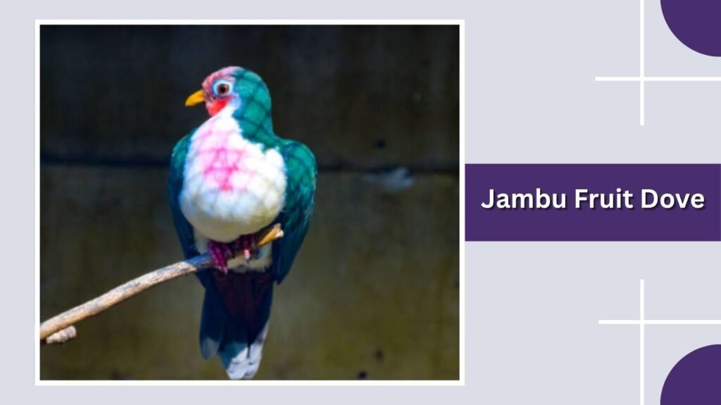 Jambu Fruit Dove