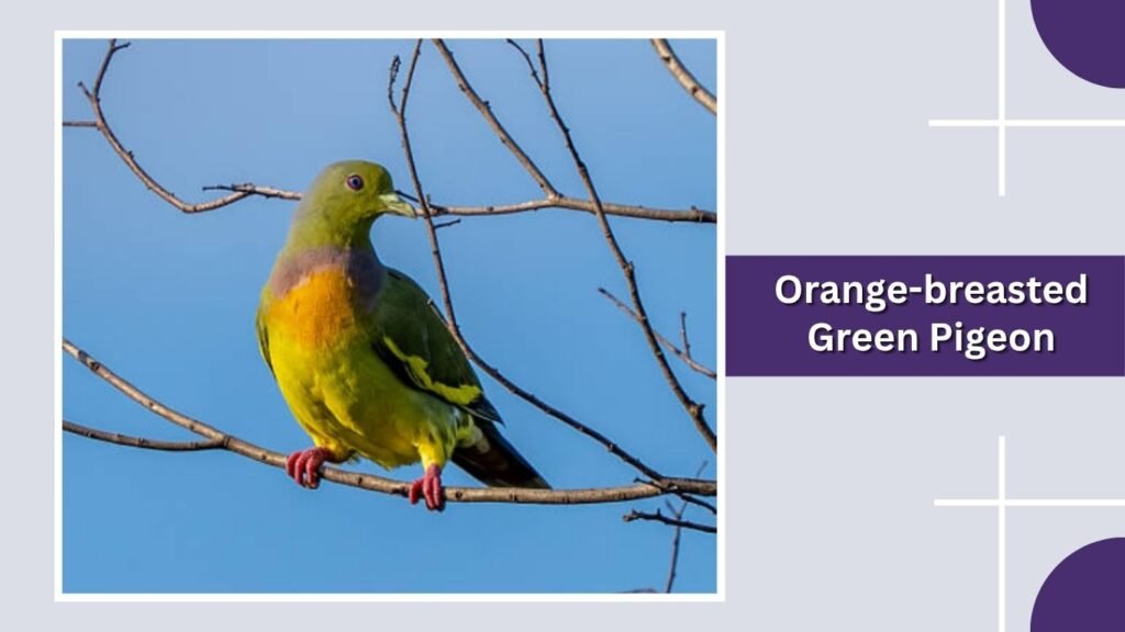  Orange-breasted Green Pigeon