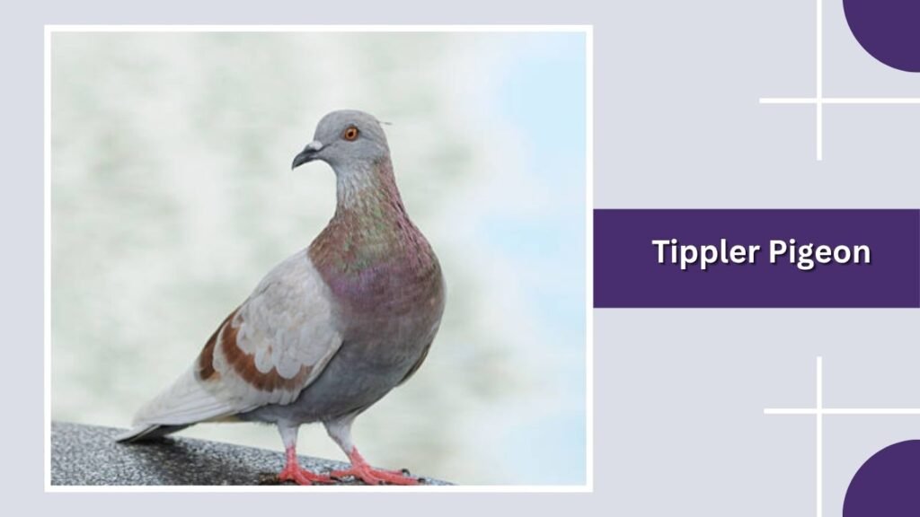 Tippler Pigeon