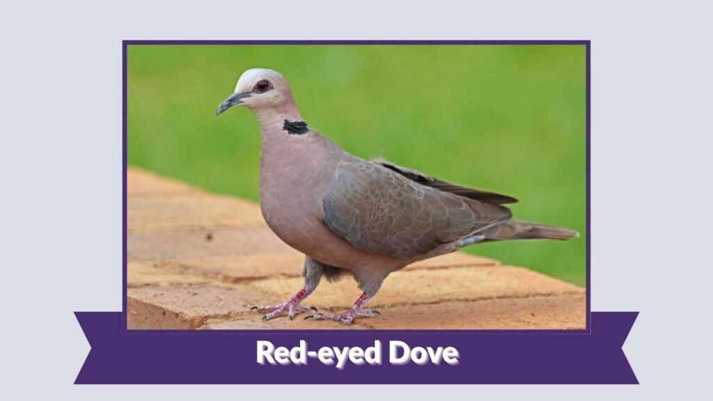 Red-eyed Dove