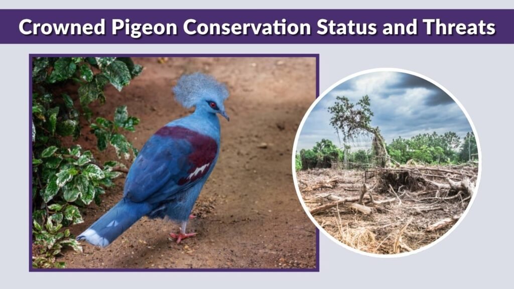 Crowned Pigeon Conservation Status and Threats
