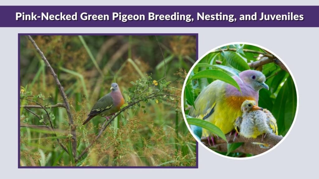 Pink-Necked Green Pigeon Breeding, Nesting, and Juveniles
