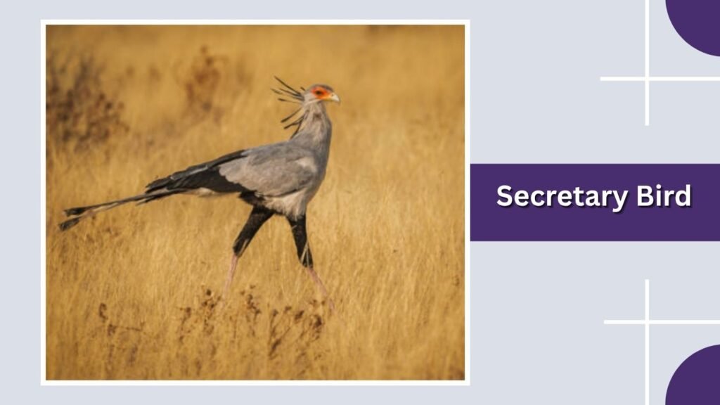 Secretary Bird