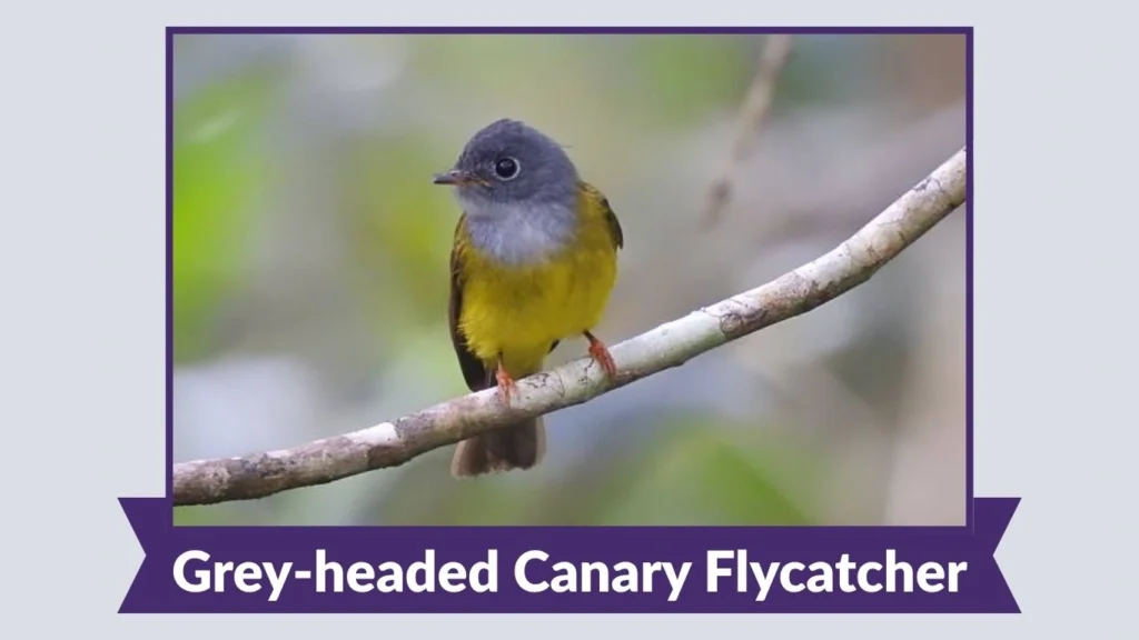 Grey-headed Canary Flycatcher
