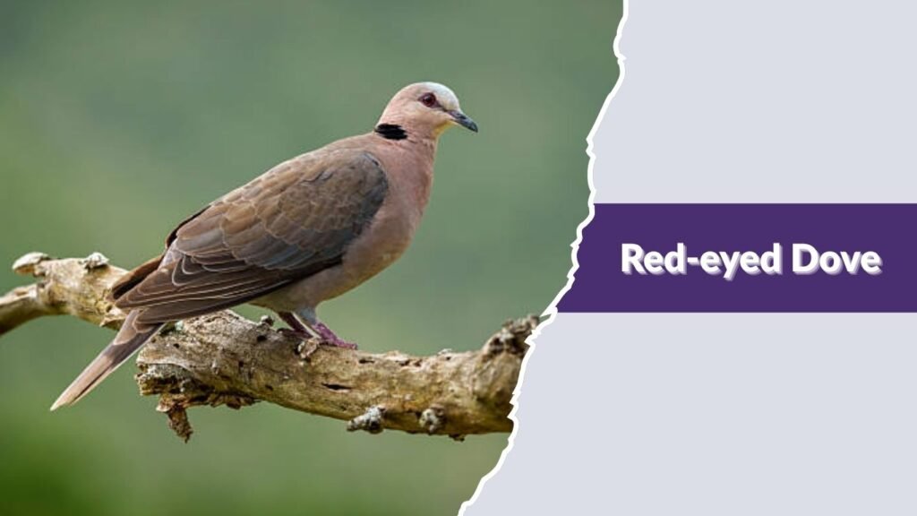 Red-eyed Dove