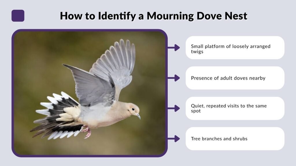 How to Identify a Mourning Dove Nest