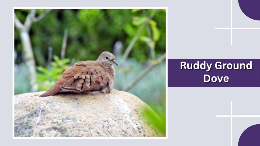 Ruddy Ground Dove
