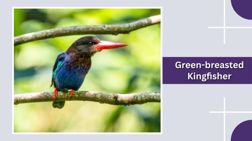 Green-breasted Kingfisher