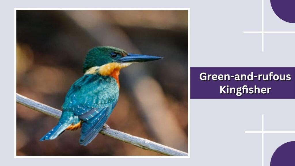 Green-and-rufous Kingfisher