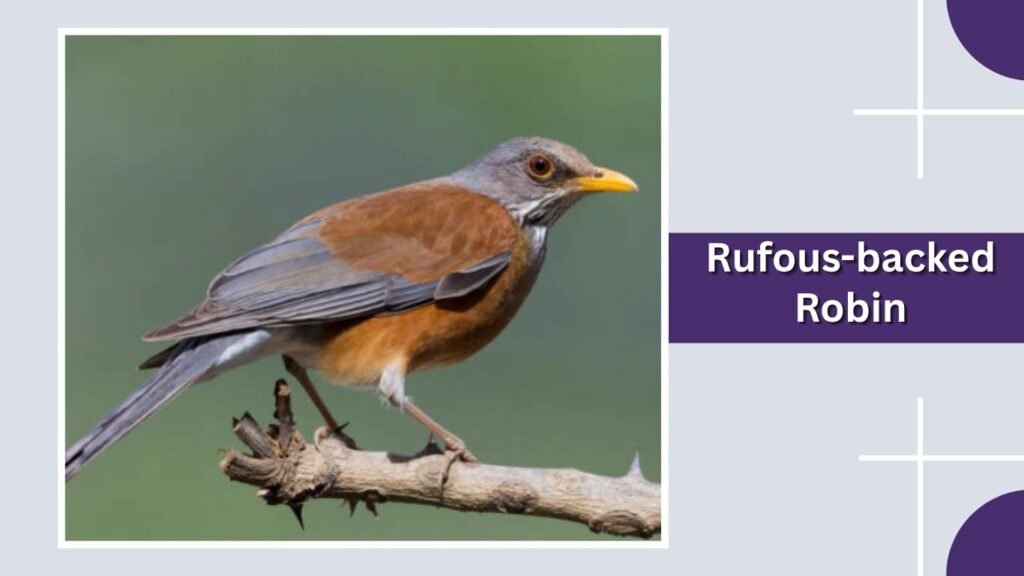 Rufous-backed Robin