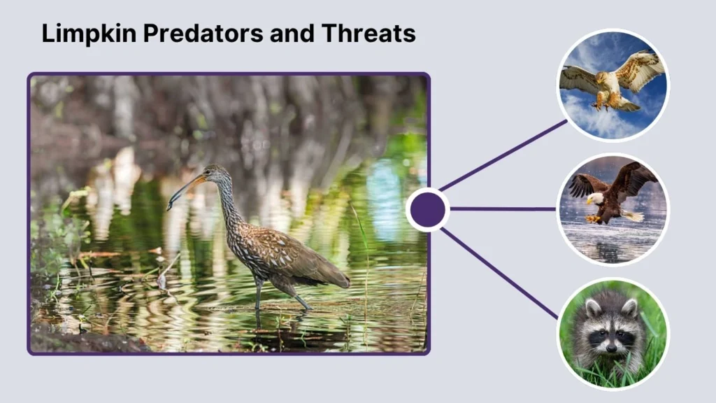Limpkin Predators and Threats