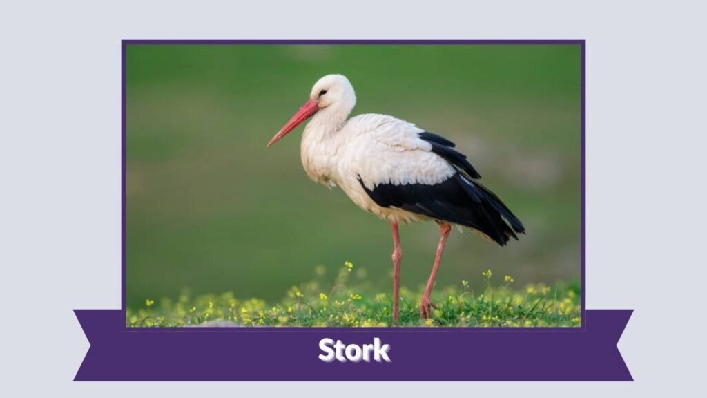 Stork