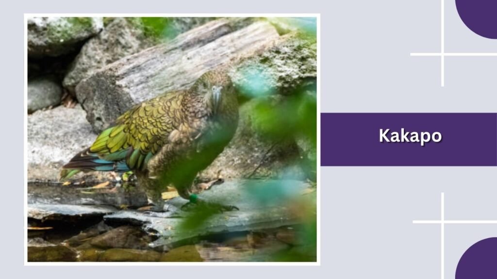  Kakapo