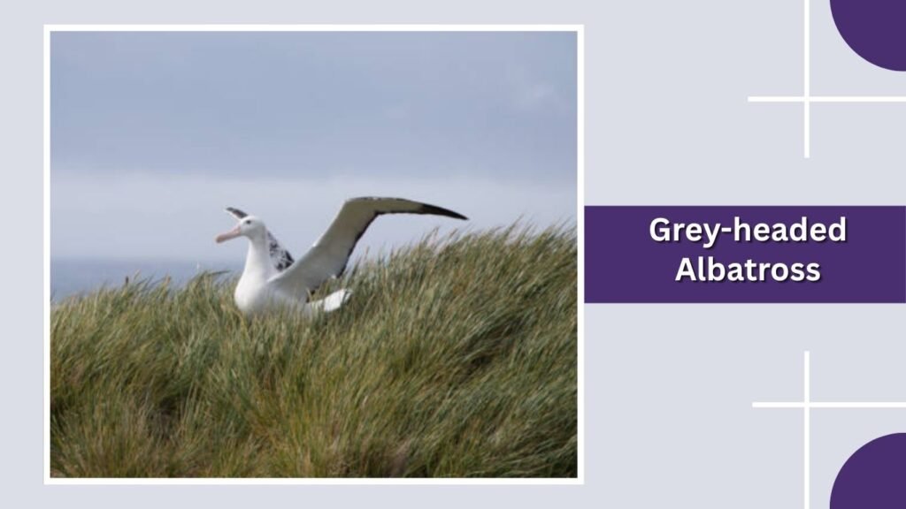  Grey-headed Albatross