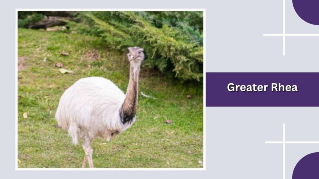  Greater Rhea