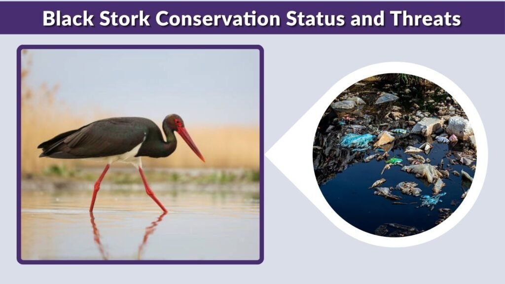 Black Stork Conservation Status and Threats