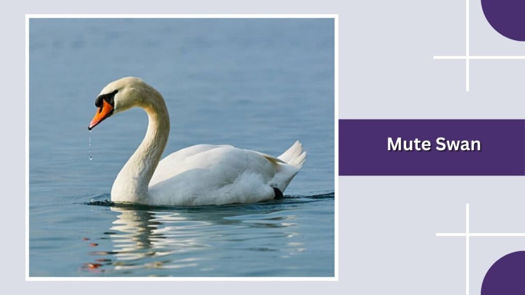  Mute Swan