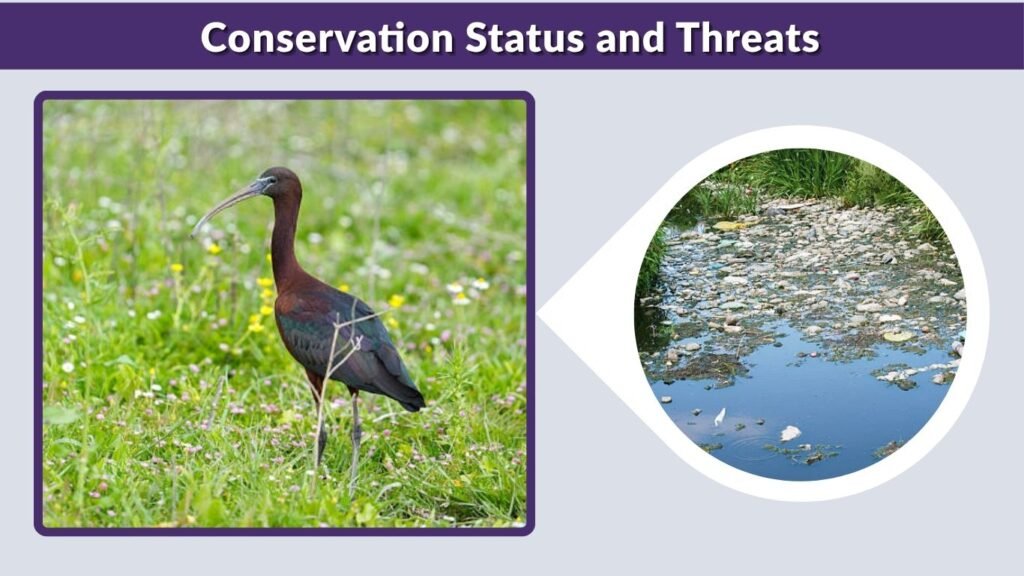 Conservation Status and Threats