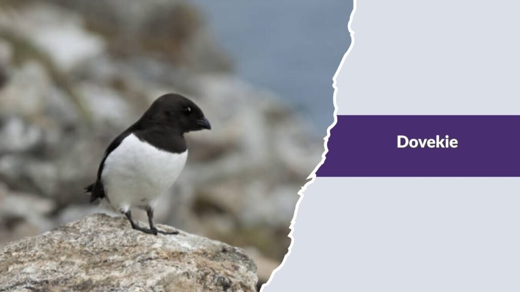 Dovekie