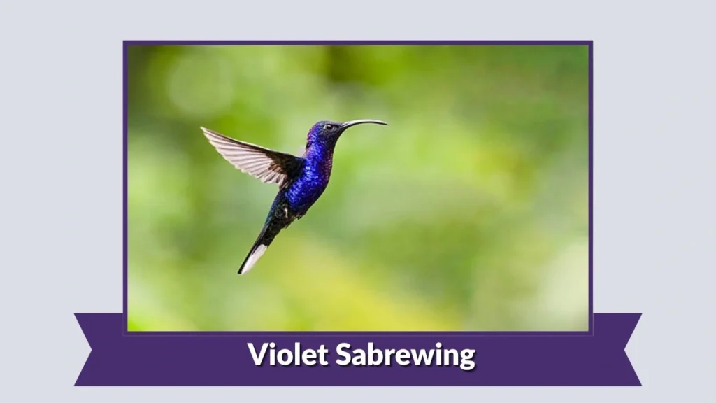 Violet Sabrewing