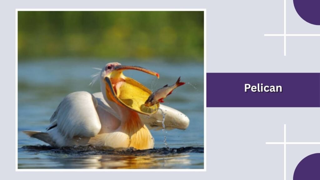 Pelican
