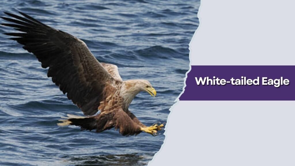 White-tailed Eagle