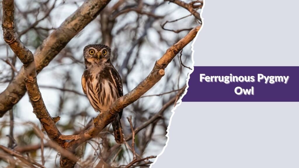 Ferruginous Pygmy Owl