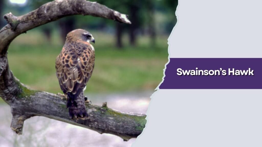 Swainson’s Hawk