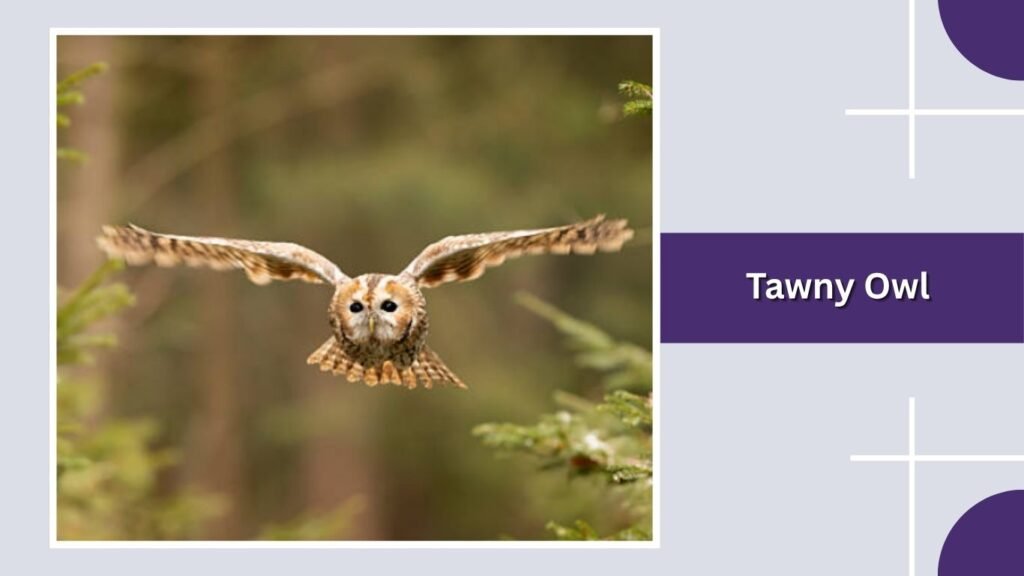  Tawny Owl